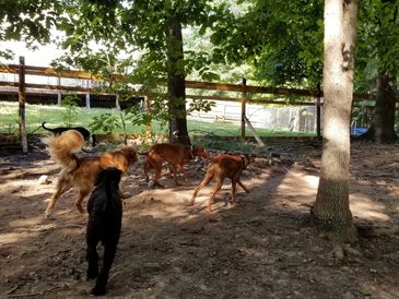 Some of our guests enjoying the Big Back Yard, during the summer months it gets plently of shade !