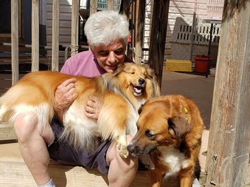 Vincent and his two true loves ! Scout the sheltie and Lizzy the golden retriever mix!