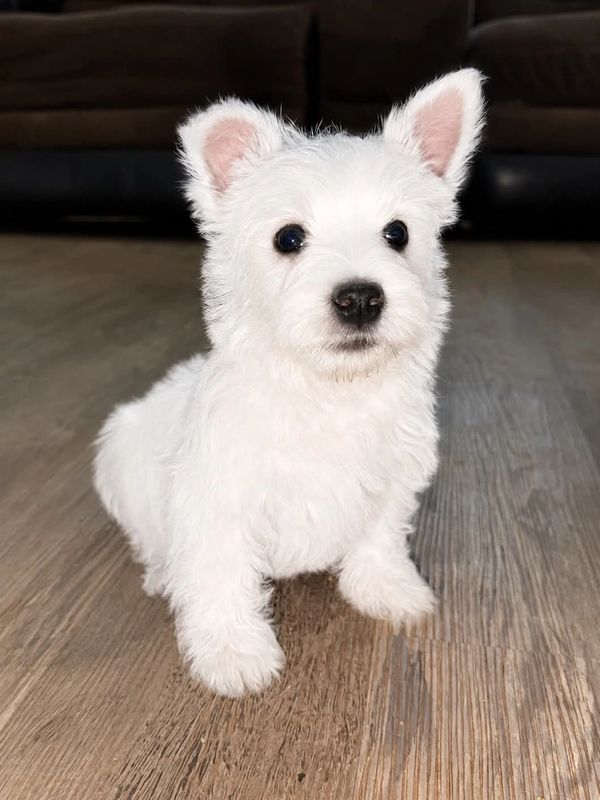 Cute white puppy sitting on wooden floor.