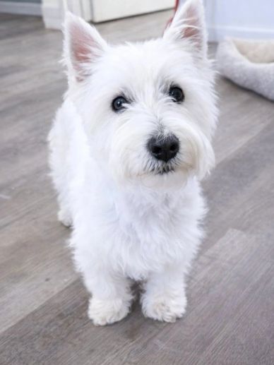 Cute white West Highland Terrier standing indoors.