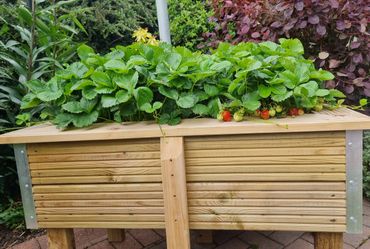 strawberry planter