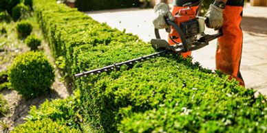 Person trimming green hedges with a hedge trimmer outdoors.