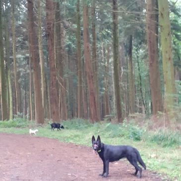 I love to walk the local woods with my dogs