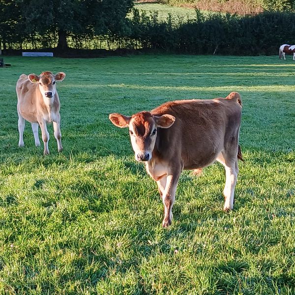 We have 3 pet cows and other animals on sitr for people to meet this is Burt and Ernie