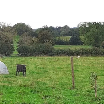 From the hayfield to the strip, past Patsy calf and left of the sheep on a footpath....