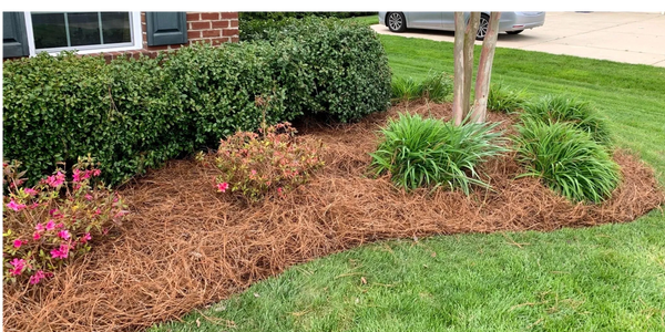 pine straw used for landscaping