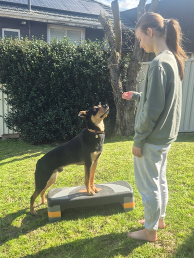 A girl trains her dog on a step platform in the backyard on a sunny day.