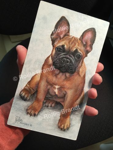 French Bulldog belonging to a local TV/Radio personality Jason Matheson.