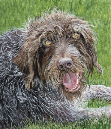 This was my brother in law's dog.. I believe a wire haired terrier.. very unusual fur I thought!