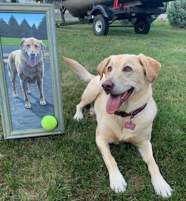 Josie, our neighbor dog with her new original “Throw It Again!” She's obsessed with her tennis ball.