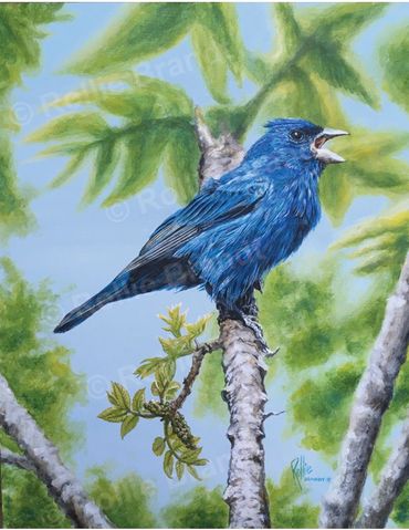 "Out of the Blue - Indigo Bunting" 11"x14" February 2020 