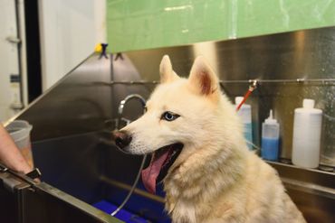 Dog being bathed at a dog grooming service in Elk City, OK