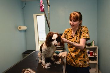 Groomer trimming the hair on a dog on the grooming table at Geez Louise Dog Grooming in Elk City, OK