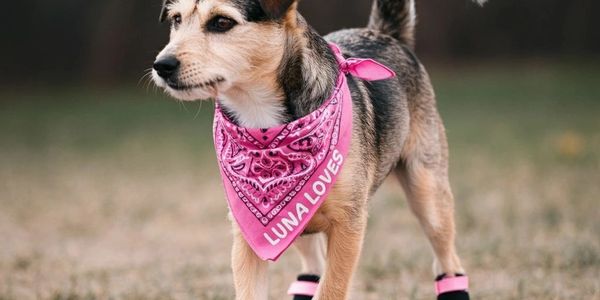 A small dog wearing pink boots and a pink bandana.