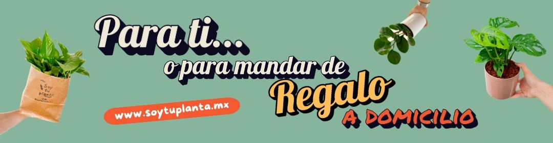 Plantas para enviar de regalo a domicilio o para adornar tu espacio.