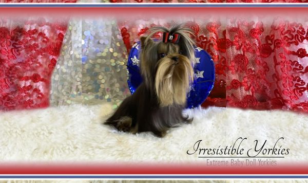 Extreme Baby Doll Yorkies, Extreme Baby Doll Yorkie, Yorkie in Maryland, Micro Tiny, Teacup Yorkie