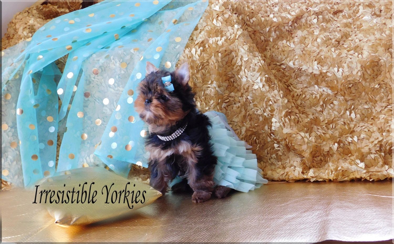 Irresistible Yorkies Extreme Baby Doll Yorkies, Quality Yorkie in