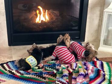 Extreme Baby Doll Yorkies, Extreme Baby Doll Yorkie, Yorkie in Maryland, Micro Tiny, Teacup Yorkie