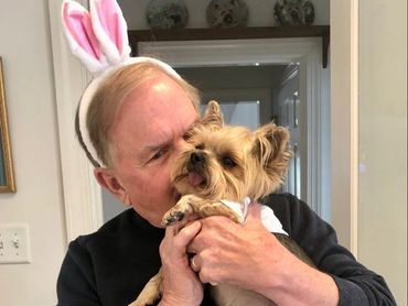 Extreme Baby Doll Yorkies, Extreme Baby Doll Yorkie, Yorkie in Maryland, Micro Tiny, Teacup Yorkie