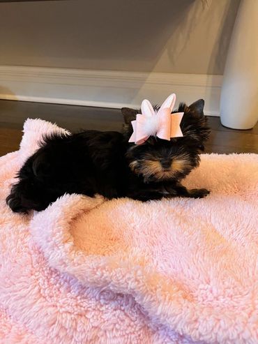 EXTREME Baby Doll Yorkies, Baby Doll Yorkie, Yorkie in MD, Micro Baby Doll Yorkie, Teacup Yorkie