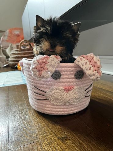EXTREME Baby Doll Yorkies, Baby Doll Yorkie, Yorkie in MD, Micro Baby Doll Yorkie, Teacup Yorkie