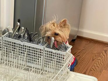 Extreme Baby Doll Yorkies, Extreme Baby Doll Yorkie, Yorkie in Maryland, Micro Tiny, Teacup Yorkie