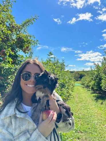 EXTREME Baby Doll Yorkies, Extreme Baby Doll Yorkie, Yorkie in Maryland, Micro Tiny, Teacup Yorkie