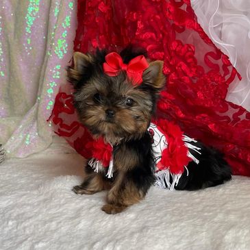 EXTREME Baby Doll Yorkies, Extreme Baby Doll Yorkie, Yorkie in Maryland, Micro Tiny, Teacup Yorkie