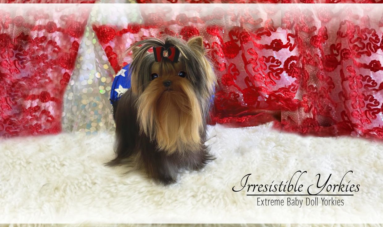 Extreme Baby Doll Yorkies, Extreme Baby Doll Yorkie, Yorkie in Maryland, Micro Tiny, Teacup Yorkie
