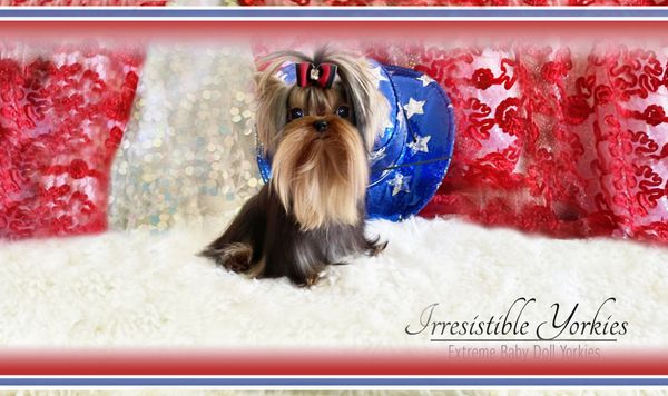 Extreme Baby Doll Yorkies, Extreme Baby Doll Yorkie, Yorkie in Maryland, Micro Tiny, Teacup Yorkie