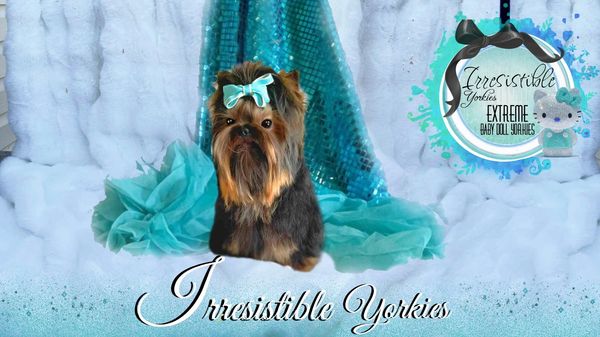Extreme Baby Doll Yorkies, Baby Doll Yorkie, Yorkie in Maryland, #1 Repeat Customers, Teacup Yorkie