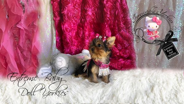 Extreme Baby Doll Yorkies, Extreme Baby Doll Yorkie, Yorkie in Maryland, Micro Tiny, Teacup Yorkie