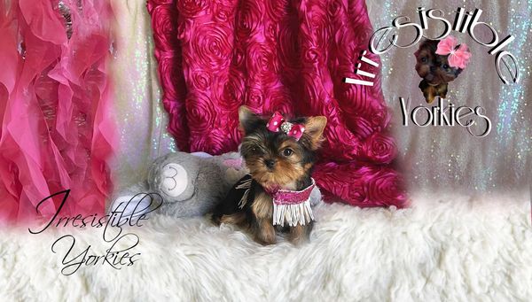 Extreme Baby Doll Yorkies, Extreme Baby Doll Yorkie, Yorkie in Maryland, Micro Tiny, Teacup Yorkie