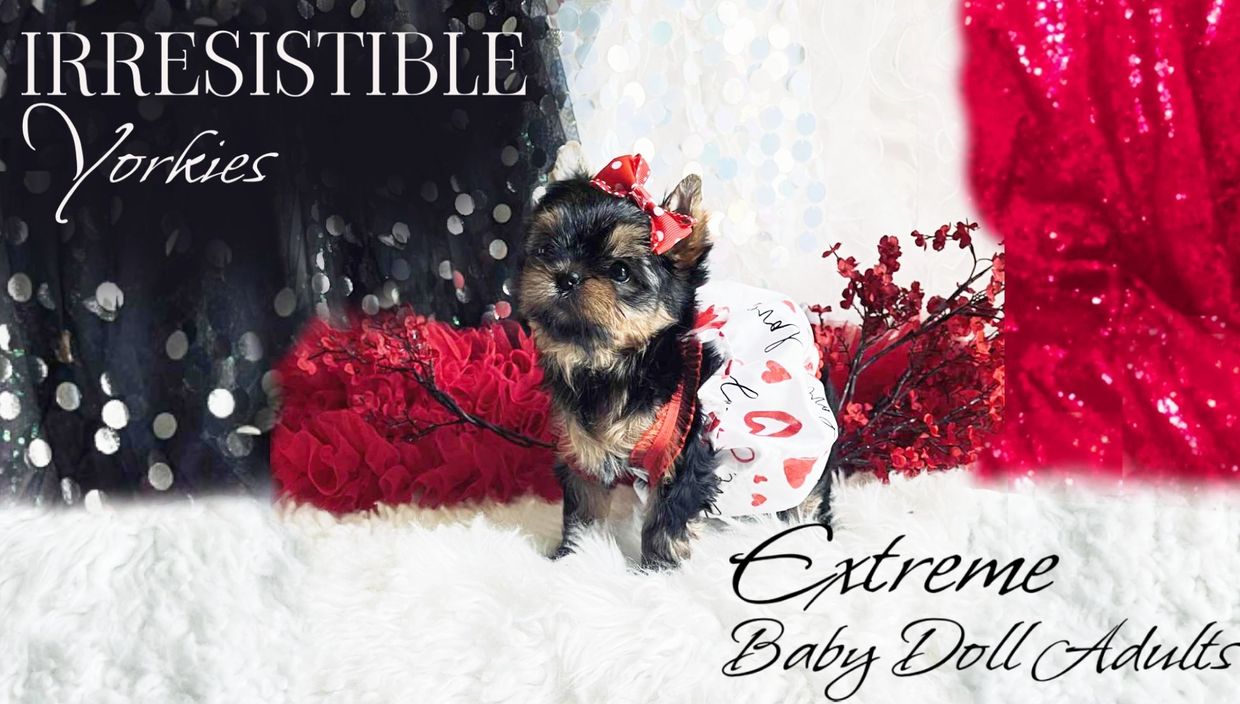 Extreme Baby Doll Yorkies, Extreme Baby Doll Yorkie, Yorkie in Maryland, Micro Tiny, Teacup Yorkie