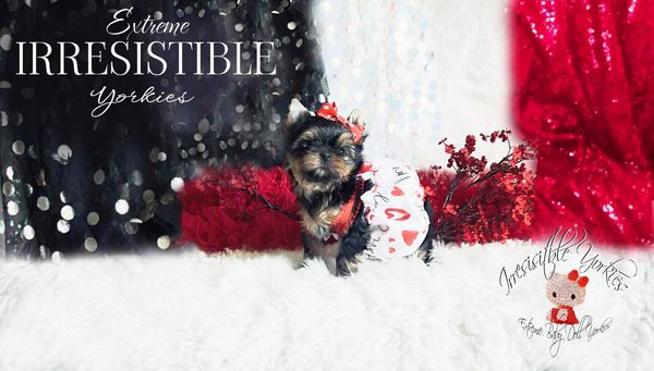 Extreme Baby Doll Yorkies, Extreme Baby Doll Yorkie, Yorkie in Maryland, Micro Tiny, Teacup Yorkie