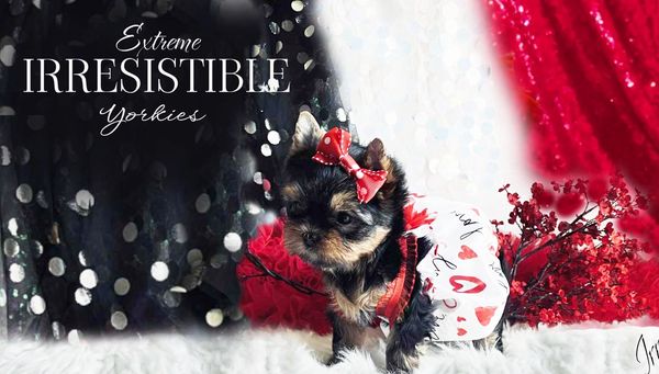 Extreme Baby Doll Yorkies, Extreme Baby Doll Yorkie, Yorkie in Maryland, Micro Tiny, Teacup Yorkie
