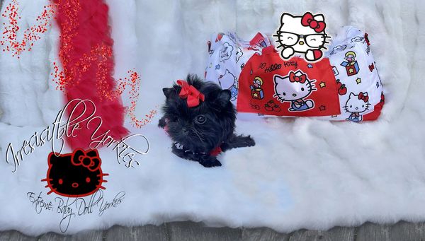 Extreme Baby Doll Yorkies, Extreme Baby Doll Yorkie, Yorkie in Maryland, Micro Tiny, Teacup Yorkie