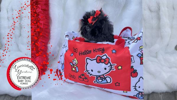 Extreme Baby Doll Yorkies, Extreme Baby Doll Yorkie, Yorkie in Maryland, Micro Tiny, Teacup Yorkie