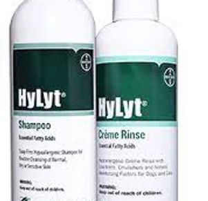 EXTREME Baby Doll Yorkies, Extreme Baby Doll Yorkie, Yorkie in Maryland, Micro Tiny, Teacup Yorkie