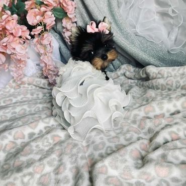 Extreme Baby Doll Yorkies, Baby Face Yorkies, Yorkies in Maryland, Micro yorkies, Teacup Yorkies