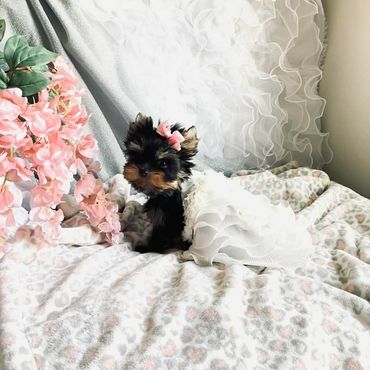 Extreme Baby Doll Yorkies, Baby Face Yorkies, Yorkies in Maryland, Micro yorkies, Teacup Yorkies