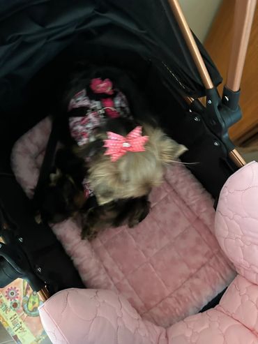 Extreme Baby Doll Yorkies, Baby Face Yorkies, Yorkies in Maryland, Micro yorkies, Teacup Yorkies