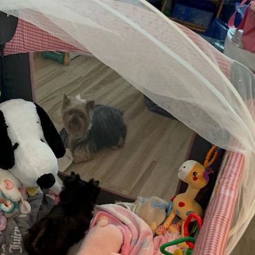 Extreme Baby Doll Yorkies, Baby Face Yorkies, Yorkies in Maryland, Micro yorkies, Teacup Yorkies