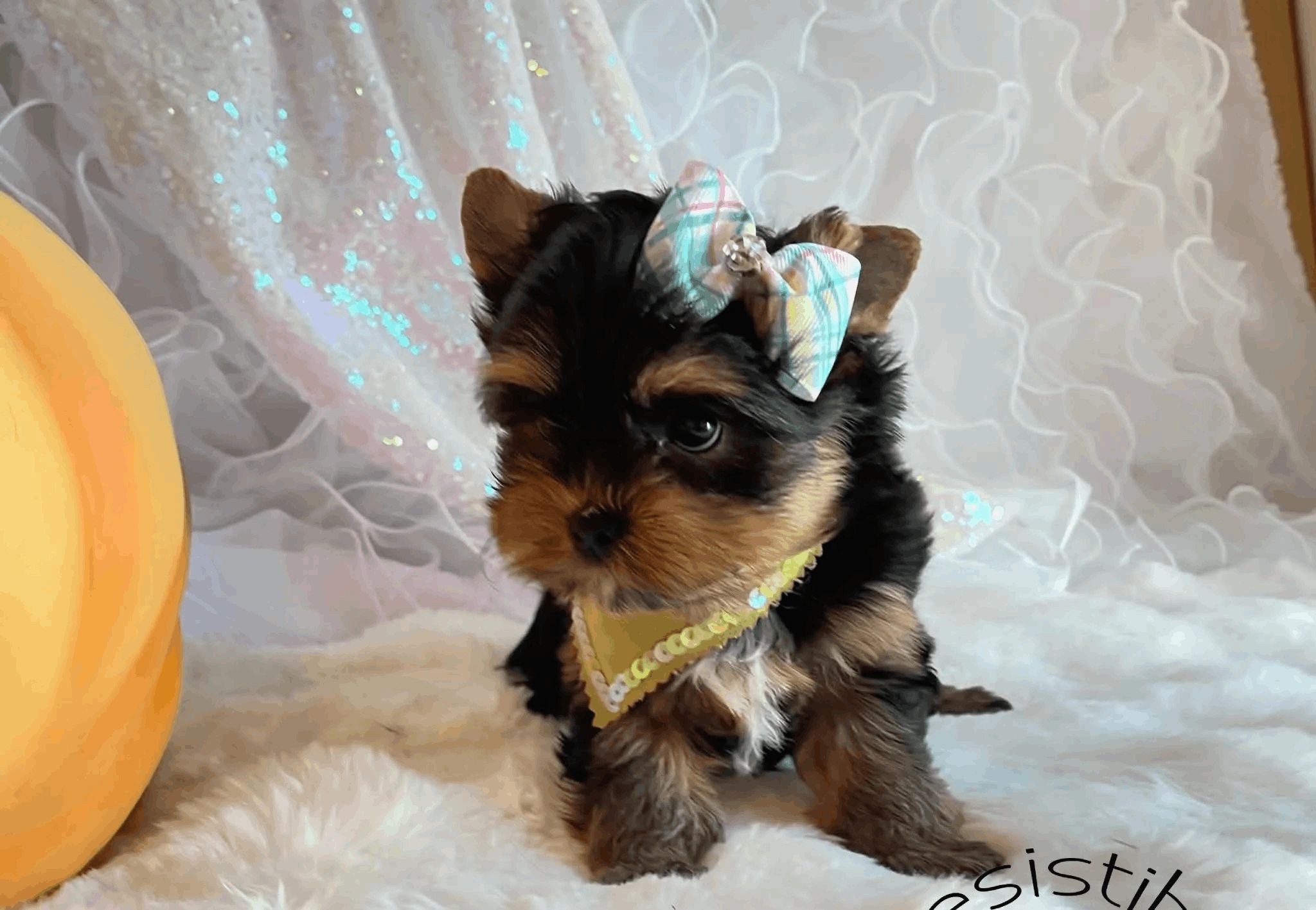 Extreme Baby Doll Yorkies, Baby Face Yorkie, Yorkie in Maryland, #1 Repeat Customers, Tiny Yorkie