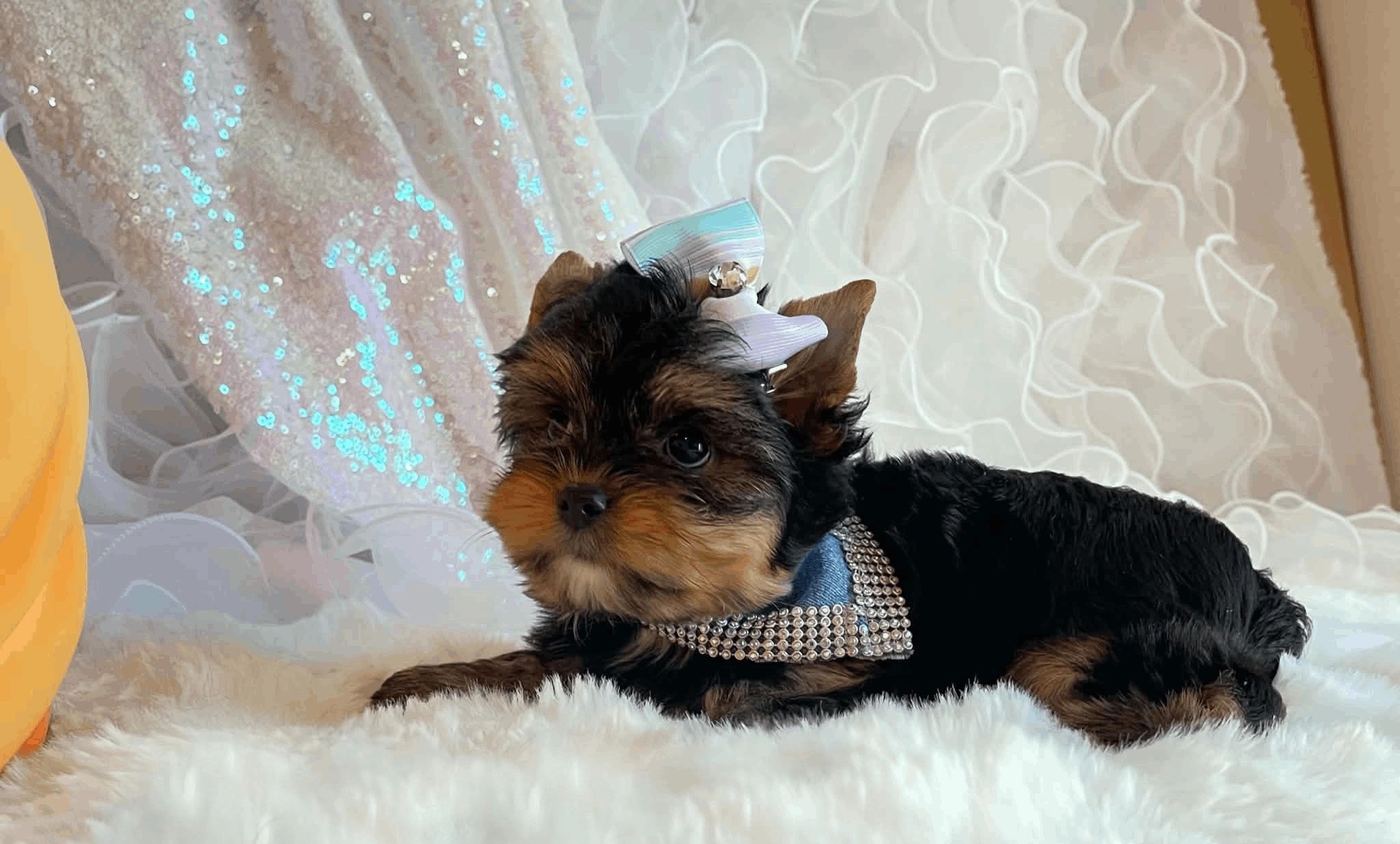 Extreme Baby Doll Yorkies, Baby Face Yorkie, Yorkie in Maryland, #1 Repeat Customers, Tiny Yorkie