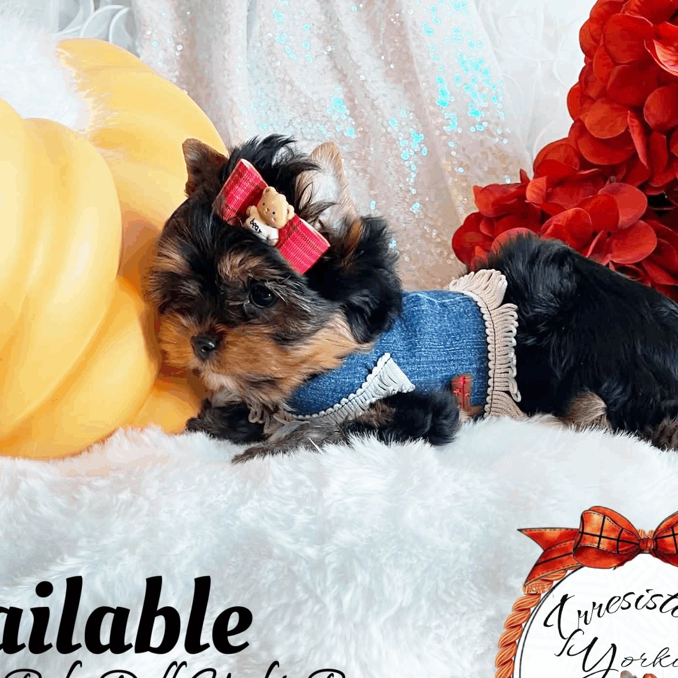 Extreme Baby Doll Yorkies, Extreme, Baby Doll Yorkie, Yorkie in Maryland, #1 Repeat Customers in USA