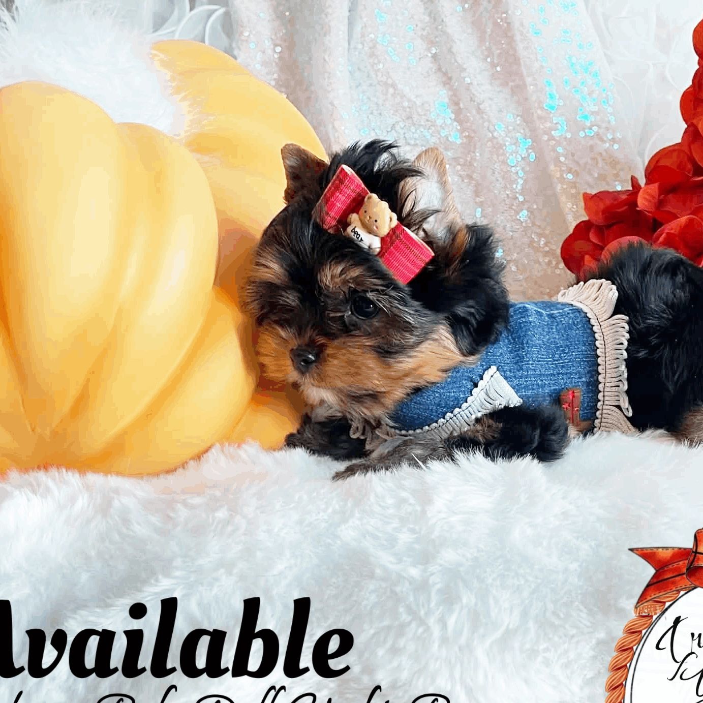 Extreme Baby Doll Yorkies, Extreme, Baby Doll Yorkie, Yorkie in Maryland, #1 Repeat Customers in USA