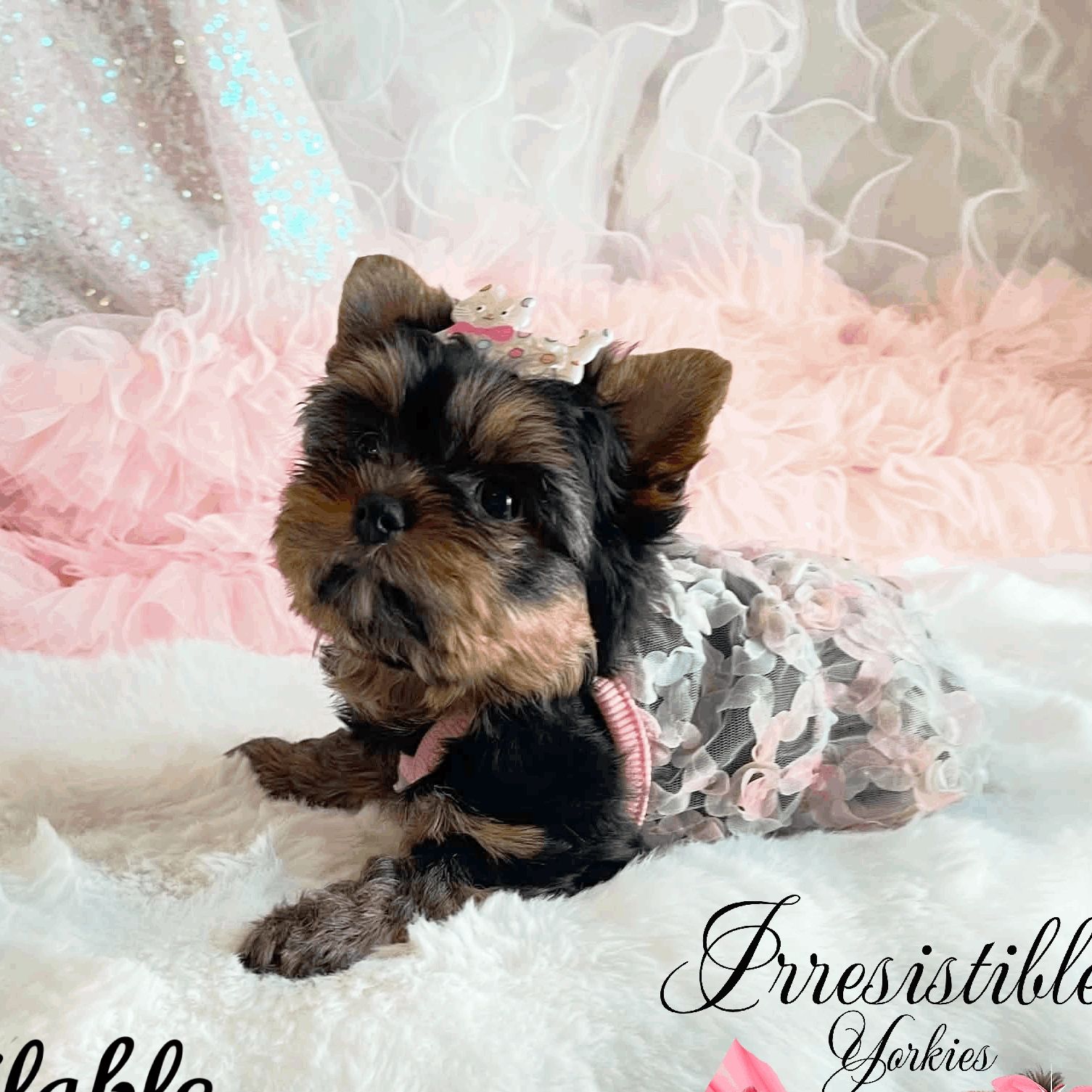Extreme Baby Doll Yorkies, Extreme, Baby Doll Yorkie, Yorkie in Maryland, #1 Repeat Customers in USA