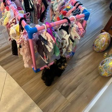 Extreme Baby Doll Yorkies, Baby Face Yorkies, Yorkies in Maryland, Micro yorkies, Teacup Yorkies