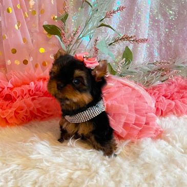EXTREME Baby Doll Yorkies, Extreme Baby Doll Yorkie, Yorkie in Maryland, Micro Tiny, Teacup Yorkie